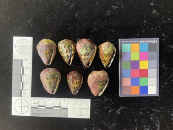 CebTR008; 34.5x23.5x26 ventral photo thumbnail