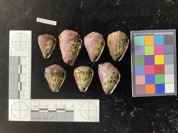 CebTR015; 28.5x20x25 ventral photo thumbnail