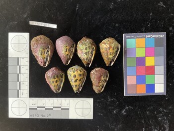 CebTR022; 37.5*x25.5*x27 ventral photo thumbnail