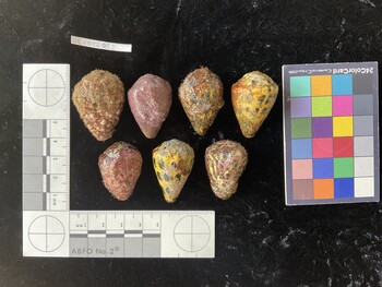 CebTR022; 37.5*x25.5*x27 dorsal photo thumbnail