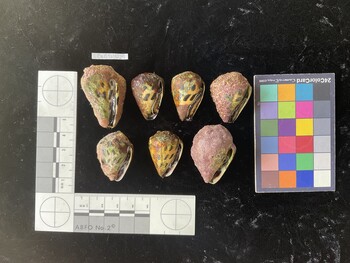 CebTR029; 39.5*x25*x31 ventral photo thumbnail