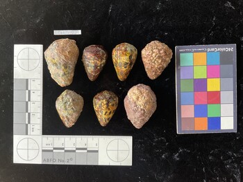 CebTR029; 39.5*x25*x31 dorsal photo thumbnail