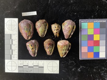 CebTR036; 37*x25.5*x28.5* ventral photo thumbnail