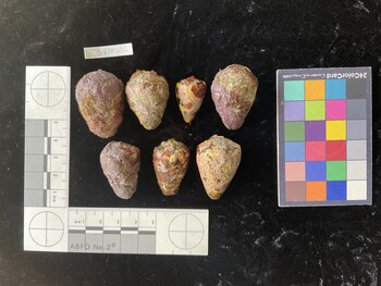CebTR036; 37*x25.5*x28.5* dorsal photo thumbnail