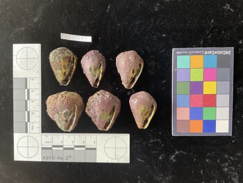 CebTR043; 34x23x28.5 ventral photo thumbnail