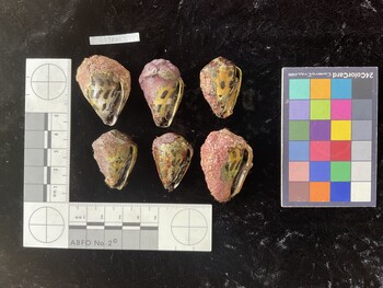 CebTR049; 37.5*x27.5*x27.5 ventral photo thumbnail