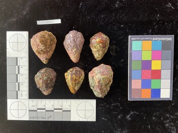 CebTR049; 37.5*x27.5*x27.5 dorsal photo thumbnail