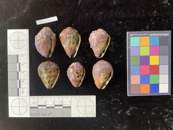 CebTR055; 35*x24x25.5 ventral photo thumbnail