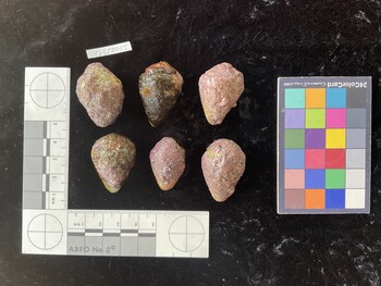 CebTR055; 35*x24x25.5 dorsal photo thumbnail