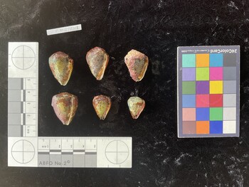 CmilTR001; 28x20x23 ventral photo thumbnail