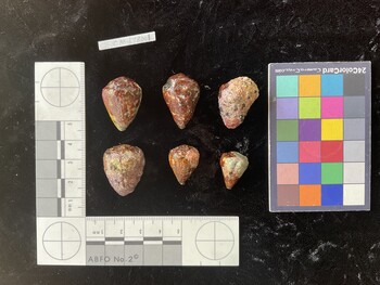 CmilTR001; 28x20x23 dorsal photo thumbnail