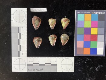 CspTR003; 21.5x14.5x18.5 ventral photo thumbnail