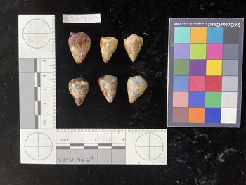 CspTR003; 21.5x14.5x18.5 dorsal photo thumbnail