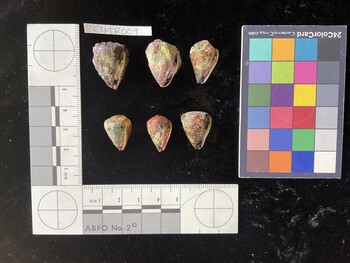 CspTR009; 22.5x17x19 ventral photo thumbnail