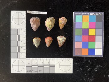 CspTR009; 22.5x17x19 dorsal photo thumbnail