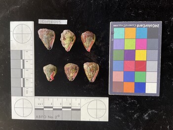 CspTR015; 22.5x17.5x19.5 ventral photo thumbnail