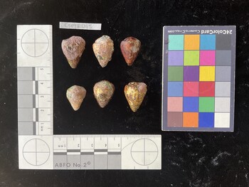 CspTR015; 22.5x17.5x19.5 dorsal photo thumbnail