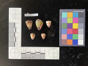 CspTR021; 19.5x13.5x18 ventral photo thumbnail