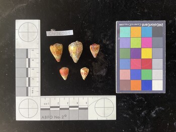 CspTR021; 19.5x13.5x18 dorsal photo thumbnail