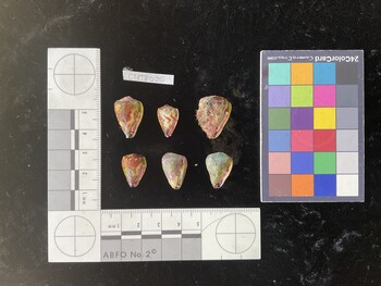 CspTR030; 18.5x13x16.5 ventral photo thumbnail