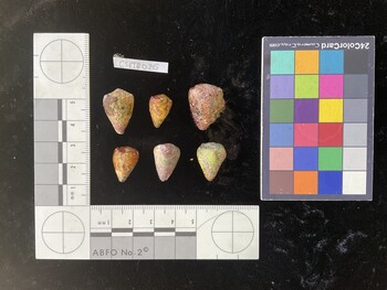 CspTR030; 18.5x13x16.5 dorsal photo thumbnail