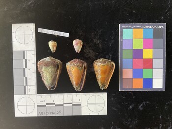 CflTR001; 39x26x34 ventral photo thumbnail