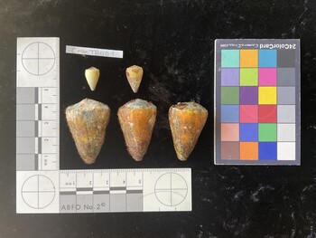 CflTR001; 39x26x34 dorsal photo thumbnail