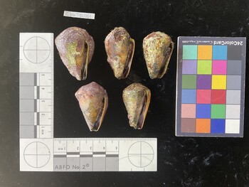 ClivTR001; 38*x22.5x27 ventral photo thumbnail