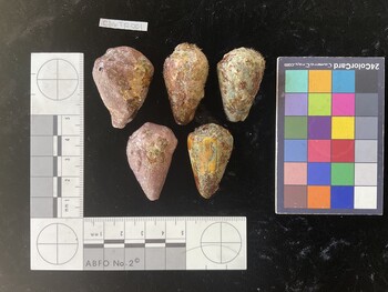 ClivTR001; 38*x22.5x27 dorsal photo thumbnail