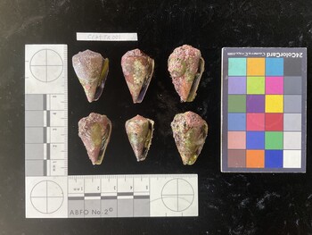 CratTR001; 31x20x25.5 ventral photo thumbnail