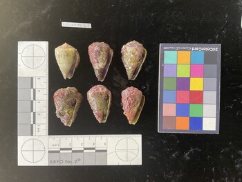 CratTR007; 30x19.5x23 ventral photo thumbnail
