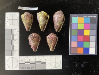 CratTR013; 34.5x20.5x28 ventral photo thumbnail