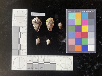 CchTR001; 24x16x18.5 ventral photo thumbnail