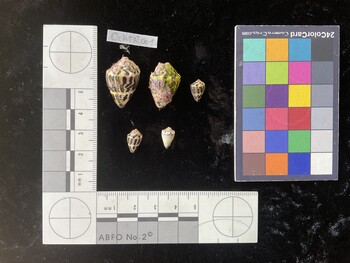 CchTR001; 24x16x18.5 dorsal photo thumbnail