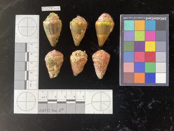 ClivTR006; 34.5*x19x27 dorsal photo thumbnail