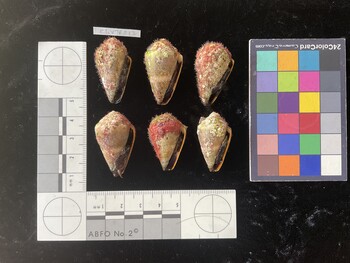 ClivTR012; 34*x18x25 ventral photo thumbnail