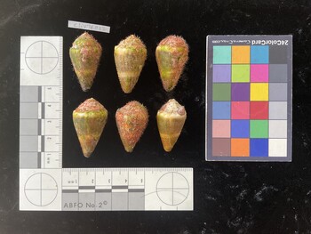 ClivTR012; 34*x18x25 dorsal photo thumbnail