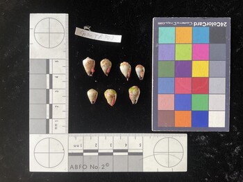 CnanTR003; 13x8x11 ventral photo thumbnail