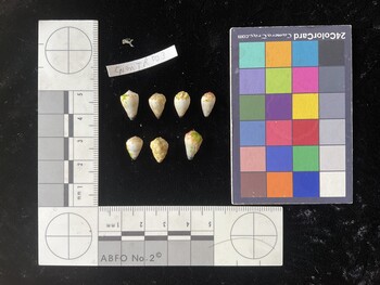CnanTR003; 13x8x11 dorsal photo thumbnail