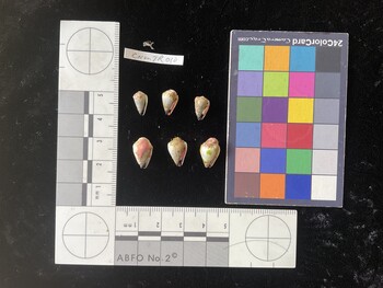 CnanTR010; 10.5x6x9 ventral photo thumbnail