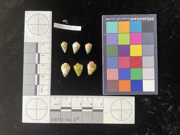 CnanTR010; 10.5x6x9 dorsal photo thumbnail