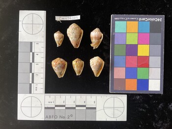 CmilTR005; 14.5x9x11.5 ventral photo thumbnail