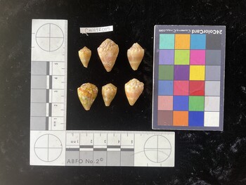 CmilTR005; 14.5x9x11.5 dorsal photo thumbnail
