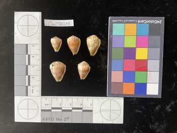 CmilTR011; 14.5x10x12.5 ventral photo thumbnail