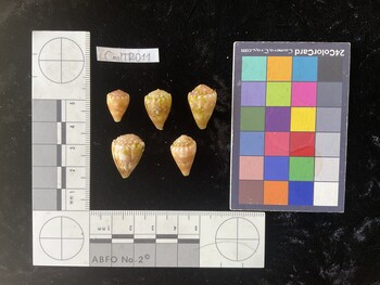 CmilTR011; 14.5x10x12.5 dorsal photo thumbnail