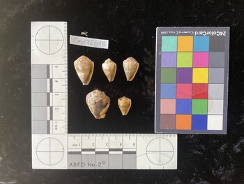 CmilTR016; 21x13.5x16.5 ventral photo thumbnail