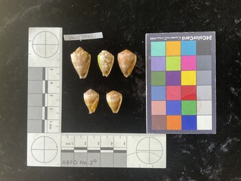 CmilTR021; 23.5x14.5x18.5 ventral photo thumbnail