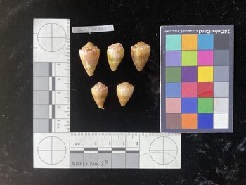 CmilTR021; 23.5x14.5x18.5 dorsal photo thumbnail