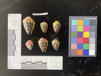 CebTR117; 34.5*x20.5x26 ventral photo thumbnail