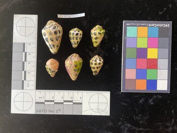 CebTR117; 34.5*x20.5x26 dorsal photo thumbnail